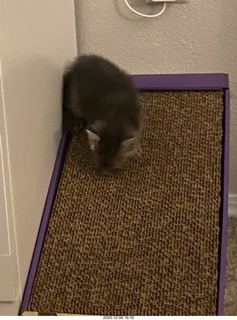 kitten Potato and scratching pad