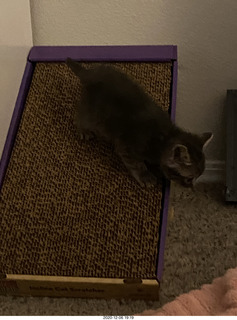 kitten Potato and scratching pad