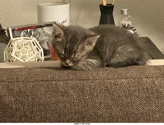 kitten Potato and scratching pad