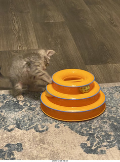 kitten Potato and scratching pad