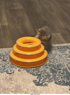 22 a0y. kitten Potato and his new toy