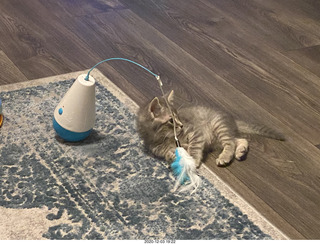 kitten Potato and his new toy