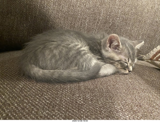 kitten Potato and his new toy