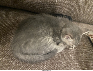 kitten Potato and his new toy