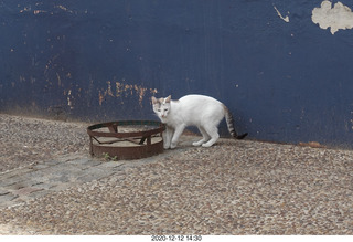 Argentina - Buenos Aires tour - cat