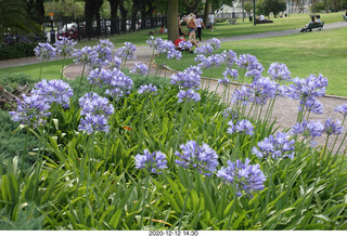 Argentina - Buenos Aires tour - purple flowers