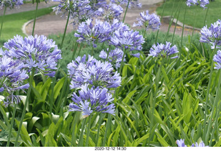 278 a0y. Argentina - Buenos Aires tour - flowers