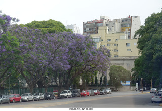 Argentina - Buenos Aires tour - jacaranda purple trees