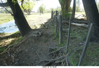 115 a0y. Argentina Eclipse Day - convoluted ground with tree roots