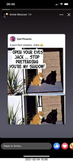 black cat pretending to be a shadow