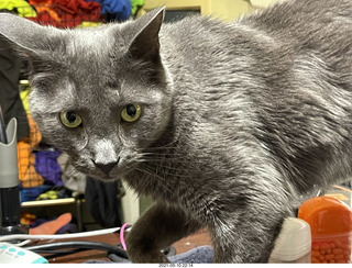 my cat Devin