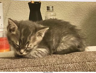 kitten Potato and his toy