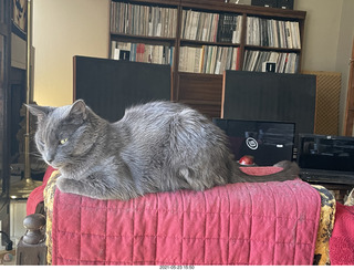 my cat Devin and Quad ELSs