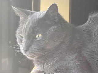 my cat Devin