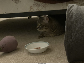 44 a14. cat Potato hiding under the bed at Cat Camp