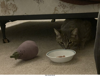 cat Potato hiding under the bed at Cat Camp