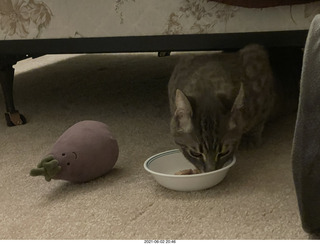 cat Potato hiding under the bed at Cat Camp