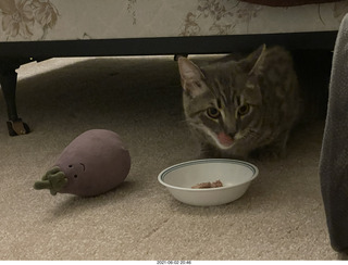 cat Potato hiding under the bed at Cat Camp