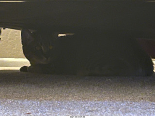 50 a14. cat Potato hiding under the bed at Cat camp