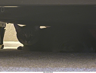 cat Potato hiding under the bed at Cat camp