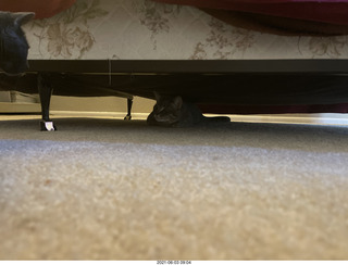 53 a14. cat Potato hiding under the bed at Cat camp