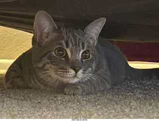 54 a14. cat Potato hiding under the bed at Cat camp