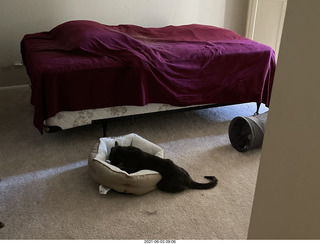 cat Potato hiding under the bed at Cat Camp