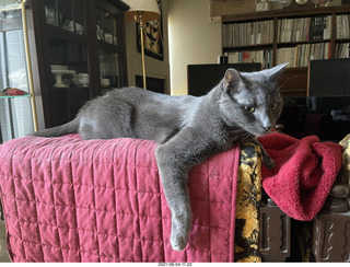my cat Devin