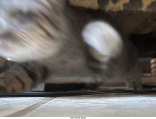 57 a14. cat Potato hiding under chair at Cat Camp