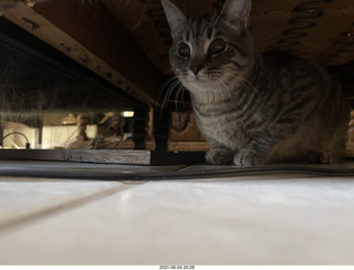 58 a14. cat Potato hiding under chair at Cat Camp