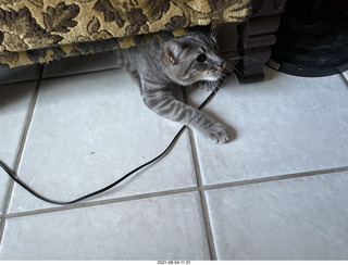 60 a14. cat Potato hiding under chair at Cat Camp