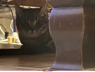 61 a14. cat Potato hiding under chair at Cat Camp