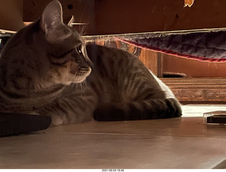 63 a14. cat Potato hiding under chair at Cat Camp