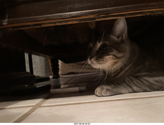 cat Potato hiding under chair at Cat Camp