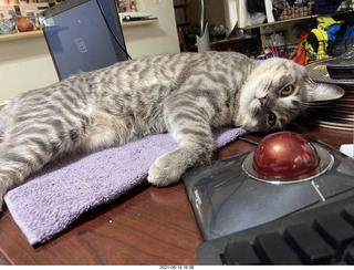 Adam and cat Potato