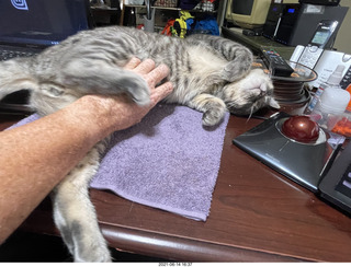 cat Potato belly rub