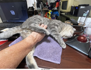 cat Potato belly rub