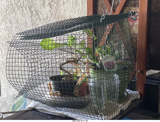 165 a14. my plant cage after cat Potato sat on it