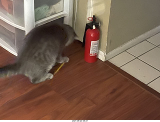 fat cat Potato with tape measure