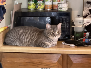 cat Potato