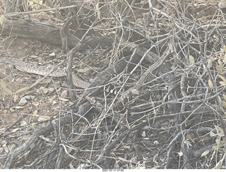 Lost Dog Wash rattlesnake