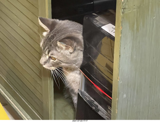 cat Potato in my computer cabinet