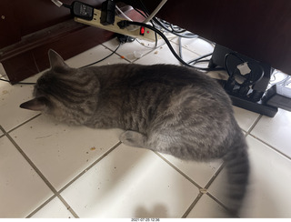 cat Potato