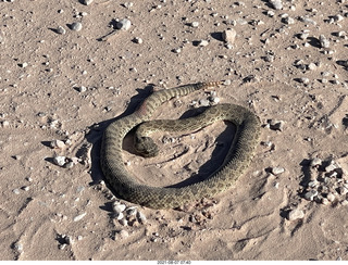 Mystics Bluffs run - snake