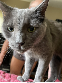 my cat Devin