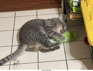 cat Potato attacking my socks