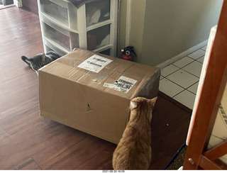 975 a16. cats Potato and Max inspect a new box