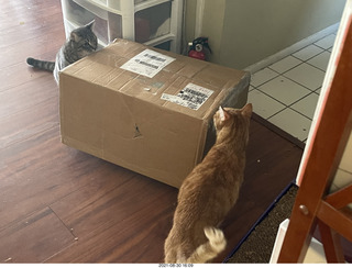 976 a16. cats Potato and Max inspect a new box