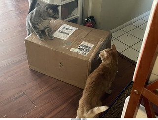 977 a16. cats Potato and Max inspect a new box