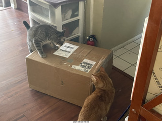 978 a16. cats Potato and Max inspect a new box